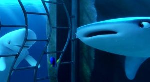Finding Dory After Dark Image