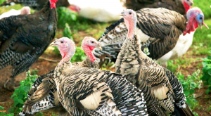 Eating Animals Review